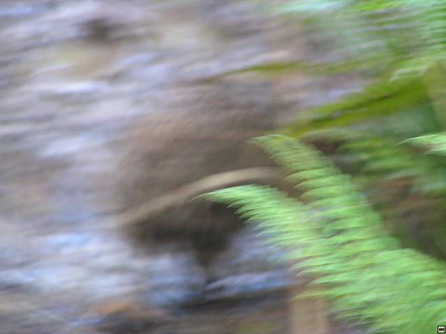 steward island 028.jpg